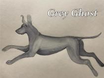 Grey Ghost