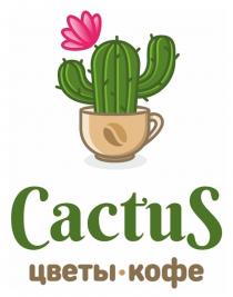 CactuS цветы кофе