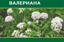 «ВАЛЕРИАНА»