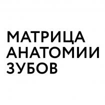 МАТРИЦА АНАТОМИИ ЗУБОВ