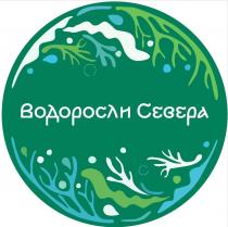 ВОДОРОСЛИ СЕВЕРА