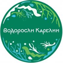 Водоросли Карелии