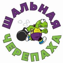 ШАЛЬНАЯ ЧЕРЕПАХА