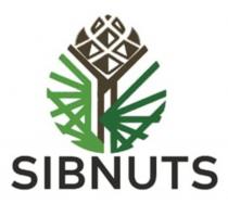 SIBNUTS