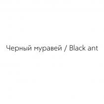 ЧЕРНЫЙ МУРАВЕЙ BLACK ANT