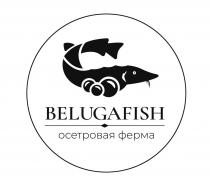 BELUGAFISH ОСЕТРОВАЯ ФЕРМА