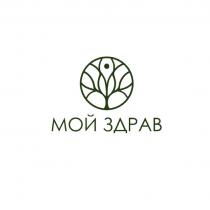 МОЙ ЗДРАВ