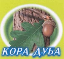 КОРА ДУБА