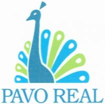 PAVO PAVO REAL