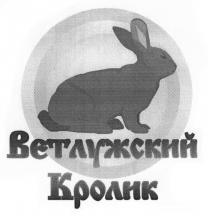 ВЕТЛУЖСКИЙ ВЕТЛУЖСКИЙ КРОЛИККРОЛИК