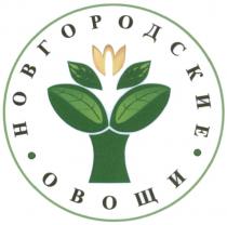 НОВГОРОДСКИЕ ОВОЩИОВОЩИ