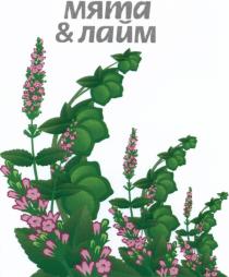 МЯТА & ЛАЙМ