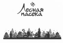 ЛЕСНАЯ ПАСЕКАПАСЕКА