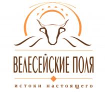 ВЕЛЕСЕЙСКИЕ ВЕЛЕСЕЙСКИЕ ПОЛЯ ИСТОКИ НАСТОЯЩЕГОНАСТОЯЩЕГО