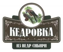 КЕДРОВКА КЕДРОВКА ИЗ НЕДР СИБИРИСИБИРИ