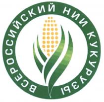 КУКУРУЗА ВСЕРОССИЙСКИЙ НИИ КУКУРУЗЫКУКУРУЗЫ