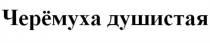 ЧЕРЁМУХА ДУШИСТАЯ ЧЕРЕМУХАЧЕРEМУХА ЧЕРЕМУХА