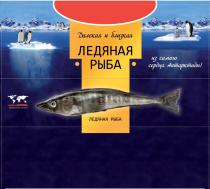 ЛЕДЯНАЯ РЫБА ИЗ САМОГО СЕРДЦА АНТАРКТИДЫ ДАЛЕКАЯ И БЛИЗКАЯ WILD FISH FROM THE WILD NATURENATURE