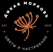 ДИКАЯ МОРКОВЬ ЦВЕТЫ И НАСТРОЕНИЕ EST 20192019