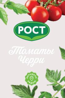 РОСТ ТОМАТЫ ЧЕРРИ ВЫРАЩЕНО РЯДОМРЯДОМ