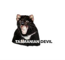 TASMANIAN DEVILDEVIL