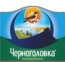 ЧЕРНОГОЛОВКА ПЕЙТЕ БЕЗ ОСТАНОВКИОСТАНОВКИ