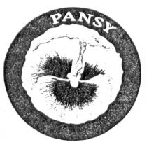 PANSY