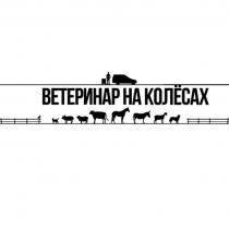 ВЕТЕРИНАР НА КОЛЁСАХКОЛEСАХ