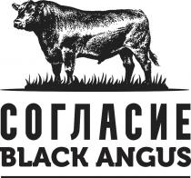 СОГЛАСИЕ BLACK ANGUSANGUS