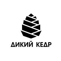 ДИКИЙ КЕДРКЕДР