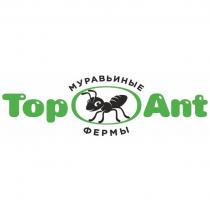 TOP ANT МУРАВЬИНЫЕ ФЕРМЫФЕРМЫ