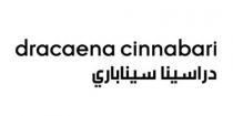 dracaena cinnabari;دراسينا سيناباري