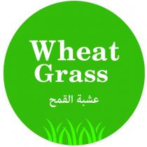 Wheat Grass;عشبة القمح