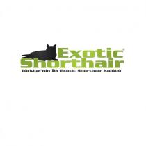 exotic shorthair türkiye'nin ilk exotic shorthair kulübü
