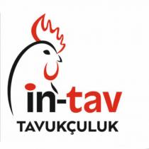 in-tav tavukçuluk