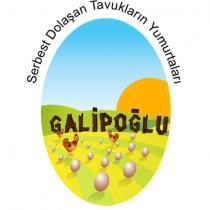 serbest dolaşan tavukların yumurtaları galipoğlu