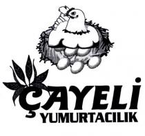 çayeli yumurtacılık