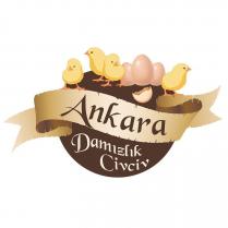 ankara damızlık civciv