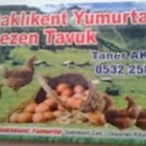 aklıkent yumurta ezen tavuk