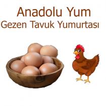 anadolu yum gezen tavuk yumurtası