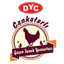 dyc cankatarlı gezen tavuk yumurtası