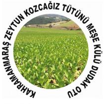 kahramanmaraş zeytun kozcağız tütünü meşe külü dudak otu