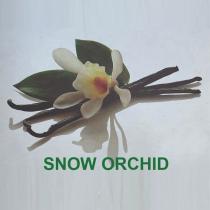 snow orchid