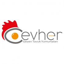 cevher yumurta gezen tavuk yumurtaları
