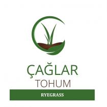çağlar tohum ryegrass