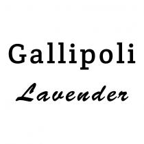 gallipoli lavender