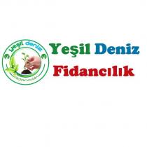 yeşil deniz fidancılık