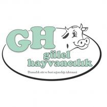 gh gülel hayvancılık damızlık süt ve besi sığırcılığı işletmesi