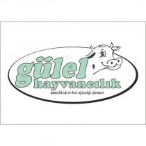 gülel hayvancılık damızlık süt ve besi sığırcılığı işletmesi