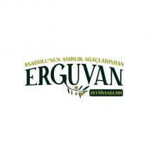 anadolu'nun asırlık ağaçlarından erguvan zeytinyağları